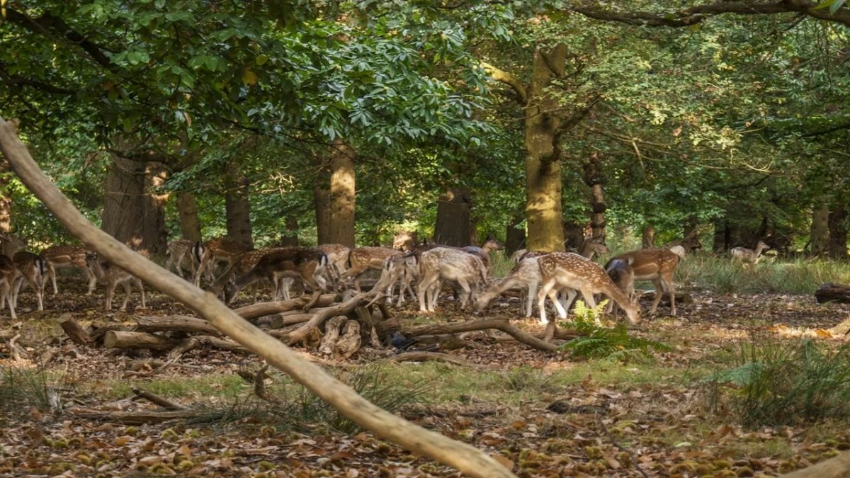Kanha National Park is situated in the Maikal range of the Satpura Mountains in Madhya Pradesh, within the central Indian highlands. It is spread out in two districts Mandla and Balaghat. (Photo Credit: Getty Images)