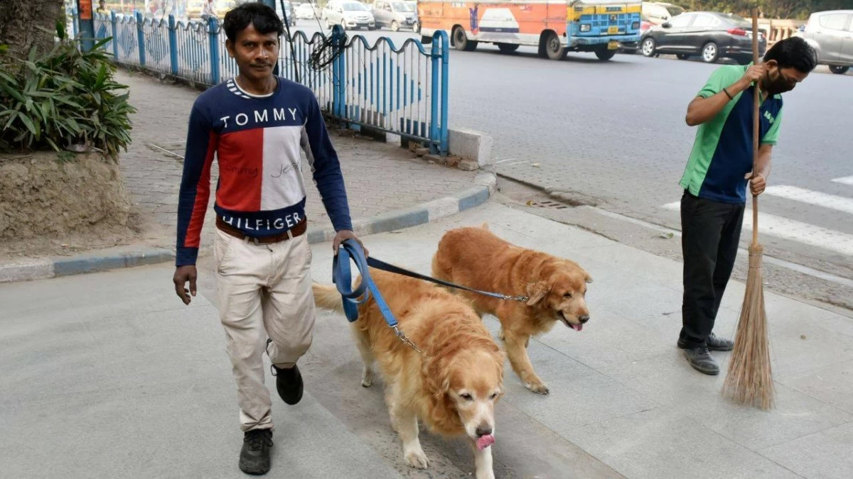 Cases of pet attacks have gone up across the country (Photo for representation. Credit: Getty images) 