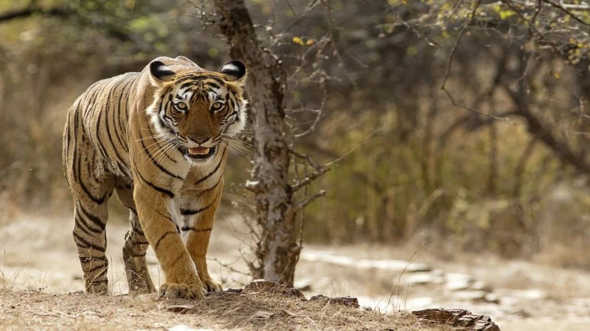 The big cats can be seen roaming around in the reserve, and one can sight them without much difficulty. The National Tiger Conservation Authority (NTCA) keeps a tab on the tiger movement. (Photo Credit: Gannet77/E+/Getty Images)