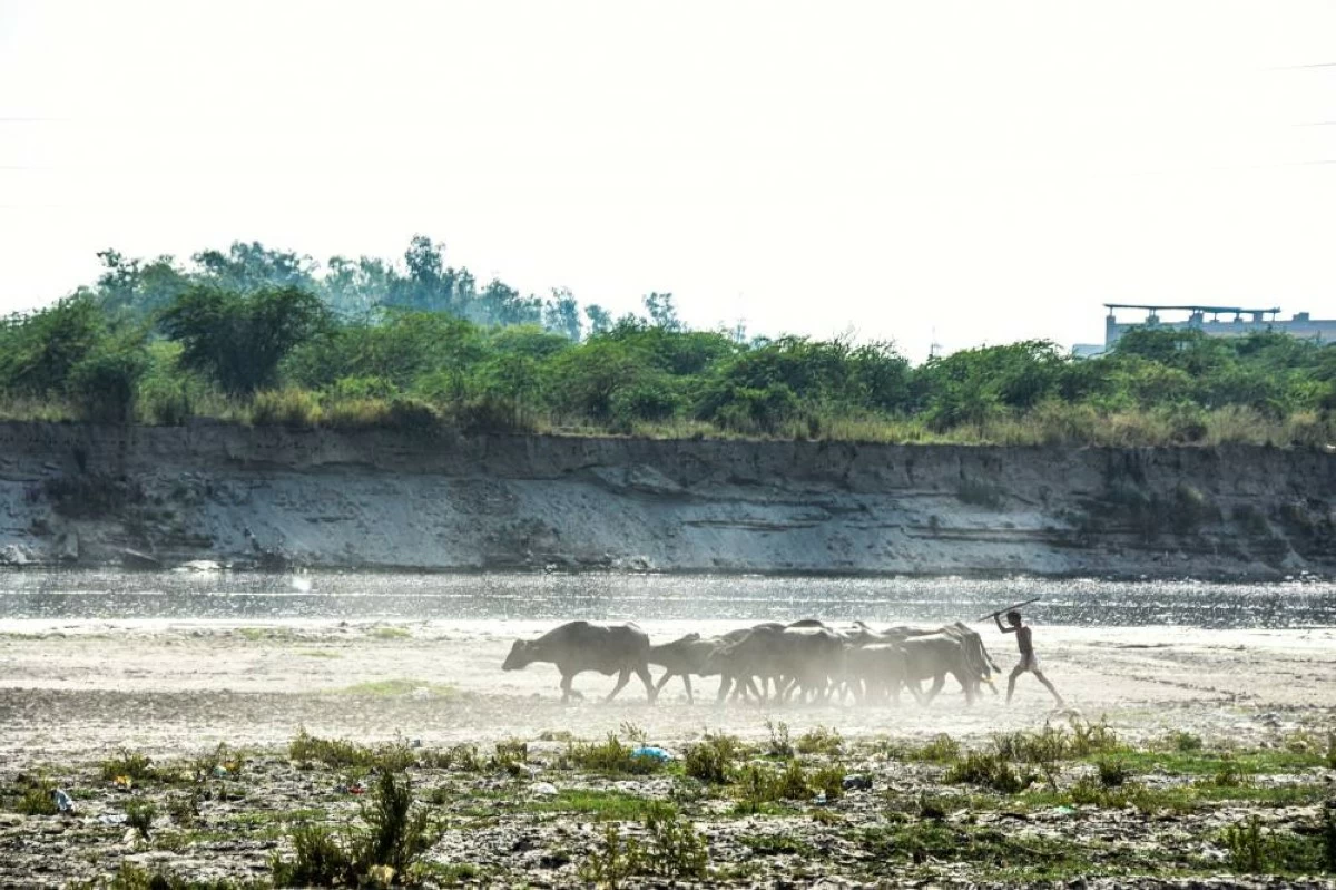 The frequency and duration of heatwaves are increasing due to climate patterns like El Niño, which warms the Pacific Ocean and triggers hotter, drier conditions in India (Getty Images)