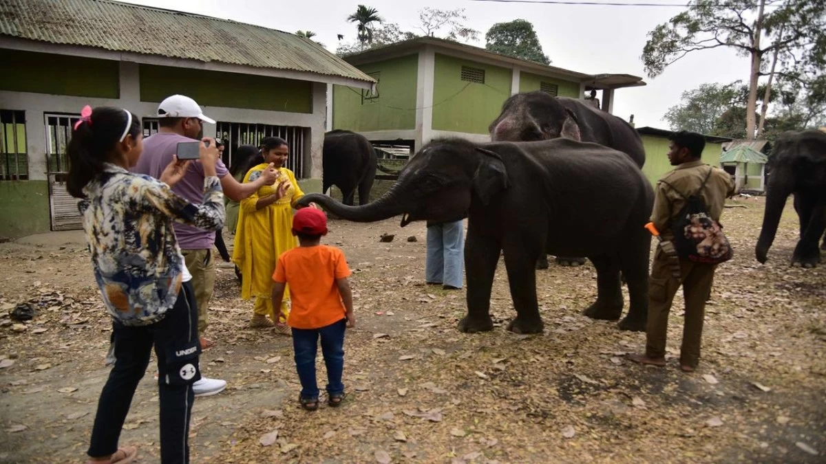A tourist feeds elephants in Kaziranga National Park. Kaziranga National Park is among many other regions designated as Eco-Sensitive Zone. When a region is declared as ESZ, it goes a long way in promoting the cause of eco-tourism. (Photo by Anuwar Hazarika/NurPhoto via Getty Images)