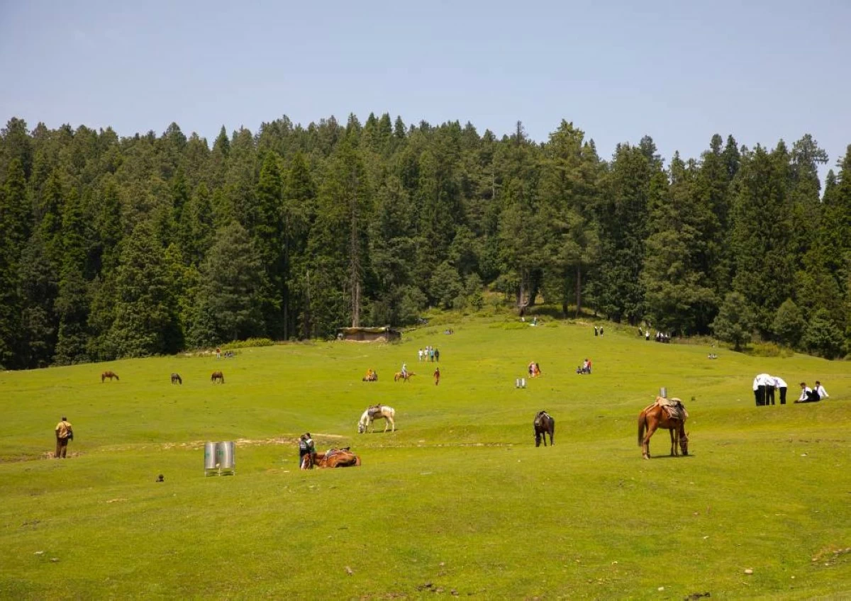 Horses in the meadow, Jammu and Kashmir, Yusmarg, India on June 13, 2023 in Yusmarg, India. (Photo by Eric Lafforgue/Art in All of Us/Corbis via Getty Images)