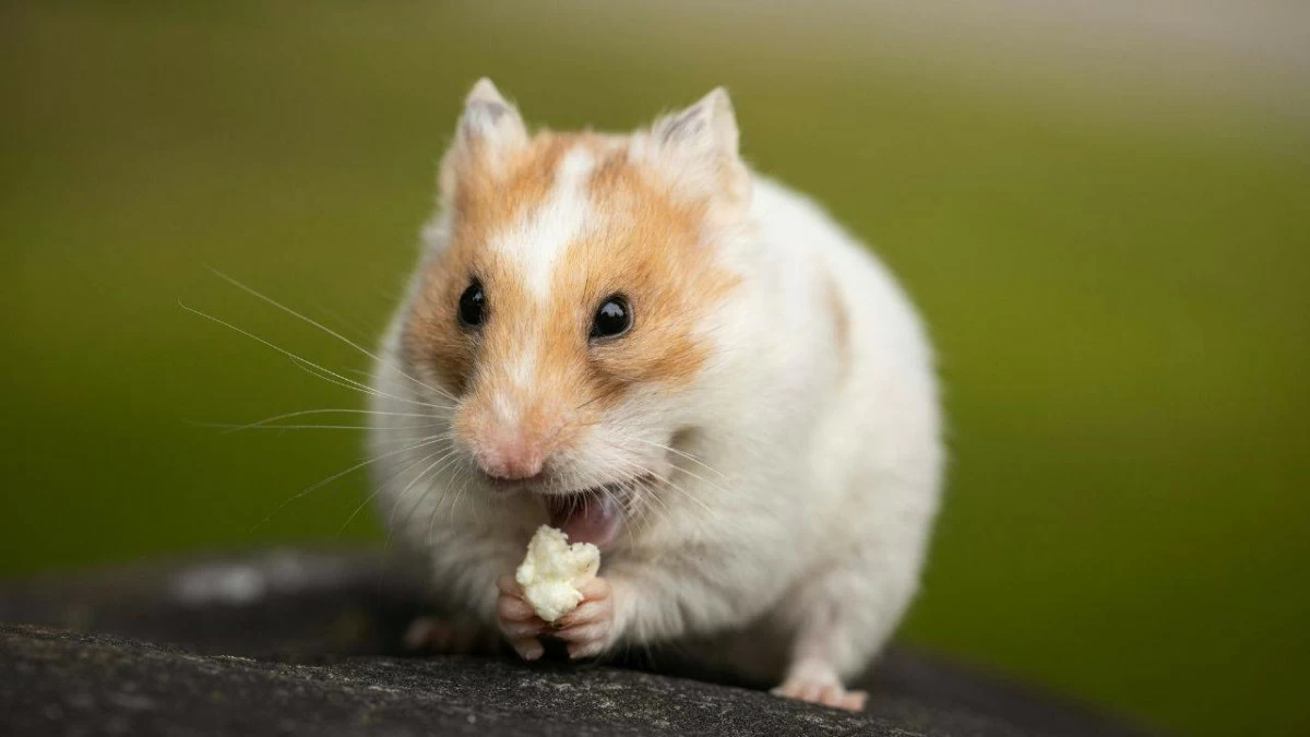 Interesting_facts_about_hamsters