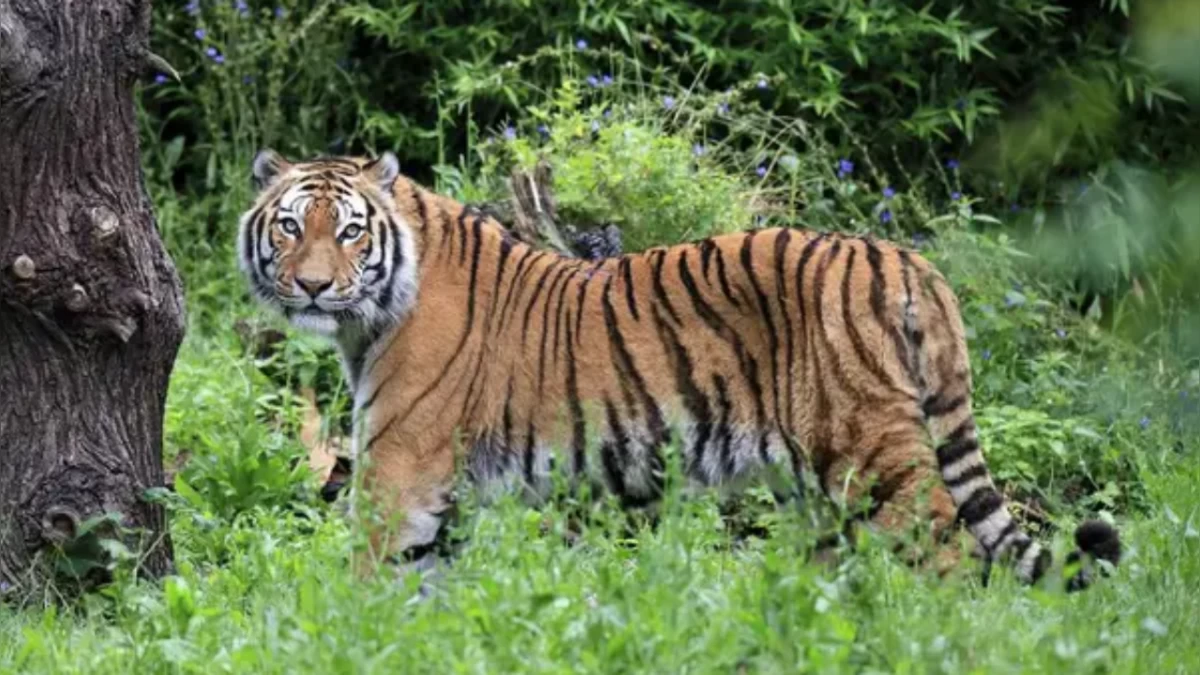 The Reserve is extremely beautiful with its magnificent wildlife. (Photo credit: depositphotos) 