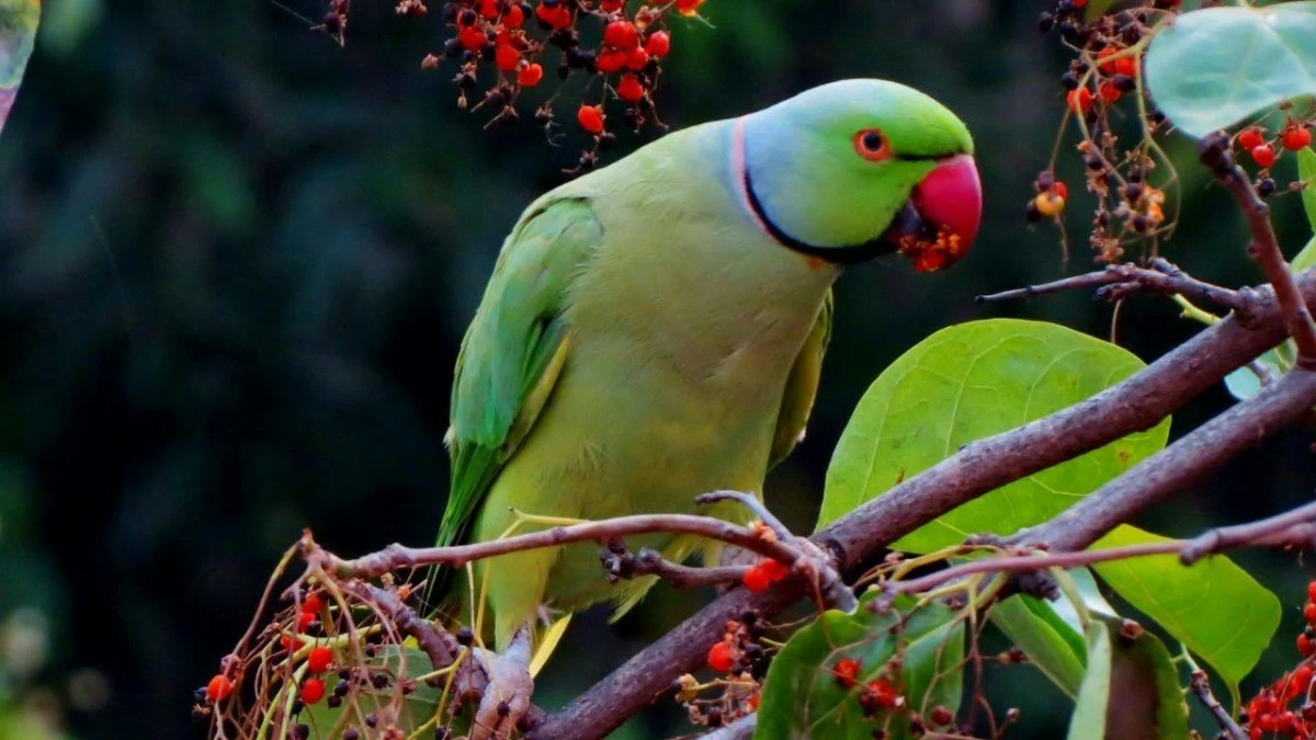 Interesting facts about parrots.