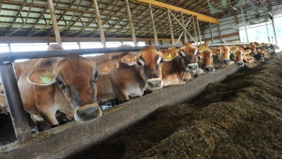 Cows in the US can eat feed that may include parts of pigs, fish, chicken and so on. (Representative Image/ Photo Credit: Lori Van Buren/Albany Times Union via Getty Images)