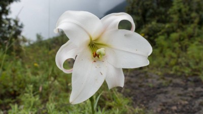 5 Unexplored spots to visit in Ukhrul