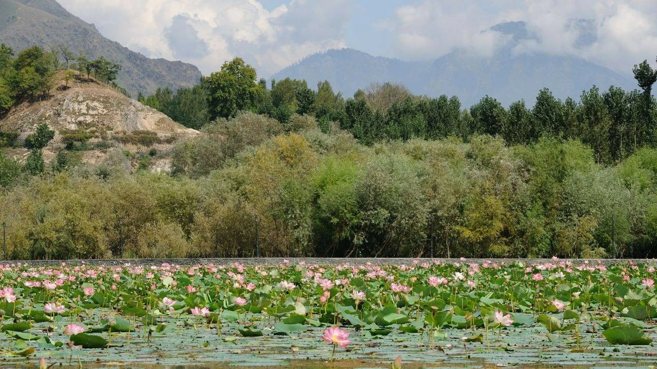 5 Must visit beautiful lotus lakes of India