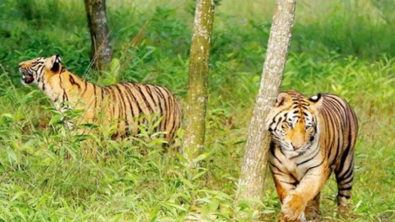International Tiger Day: Too many tigers, too little space: Uttarakhand faces intensifying human-wildlife conflicts
