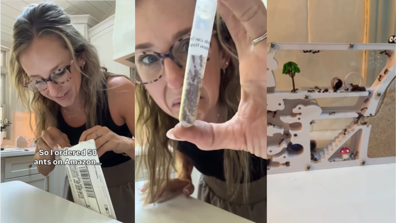 Mom buy ants from Amazon