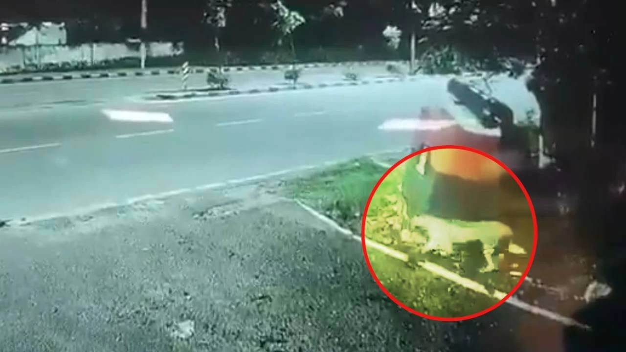 A leopard sighting near Hyderabad's Golconda Fort on July 28th prompted a swift response from Telangana forest officials.