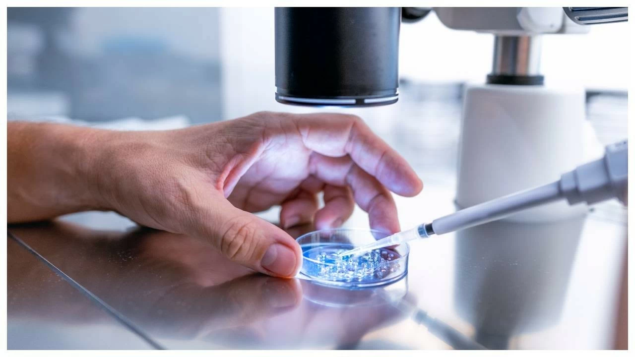 In the UK, around 3% of births now result from IVF, while in the US, about 2% of children are born through this technology.