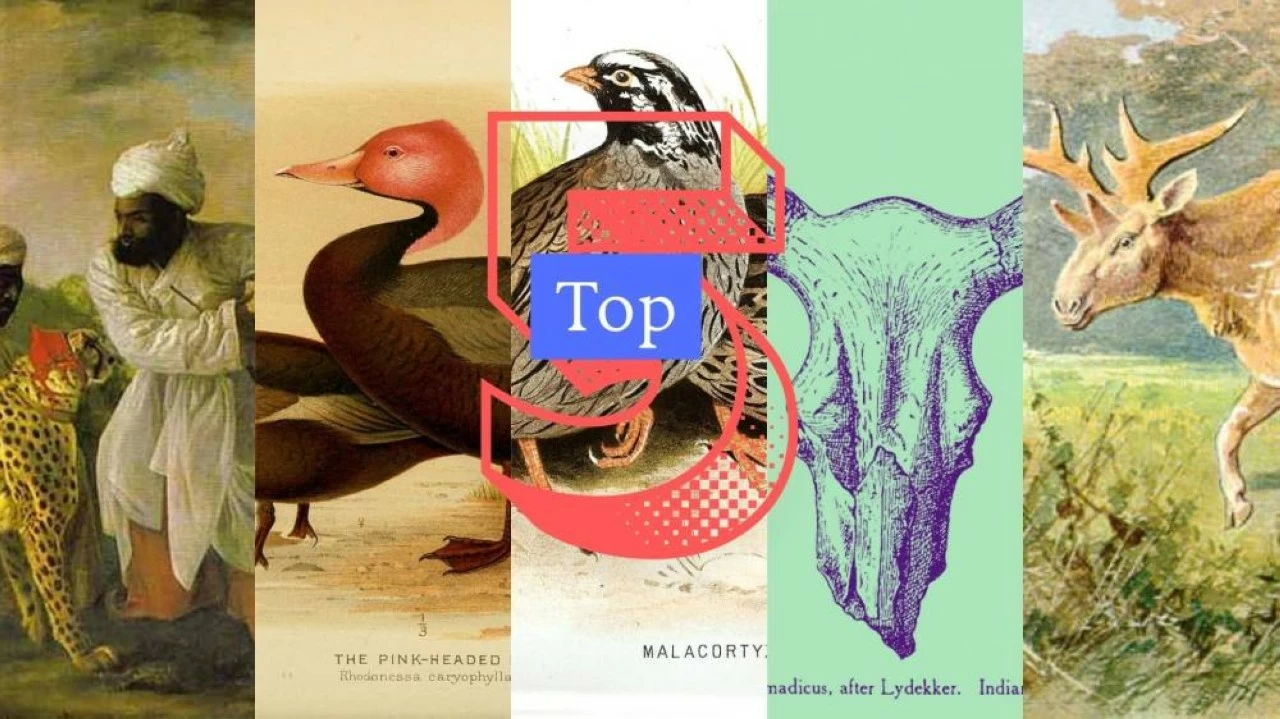 Top 5 Extinct Indian Animals. 