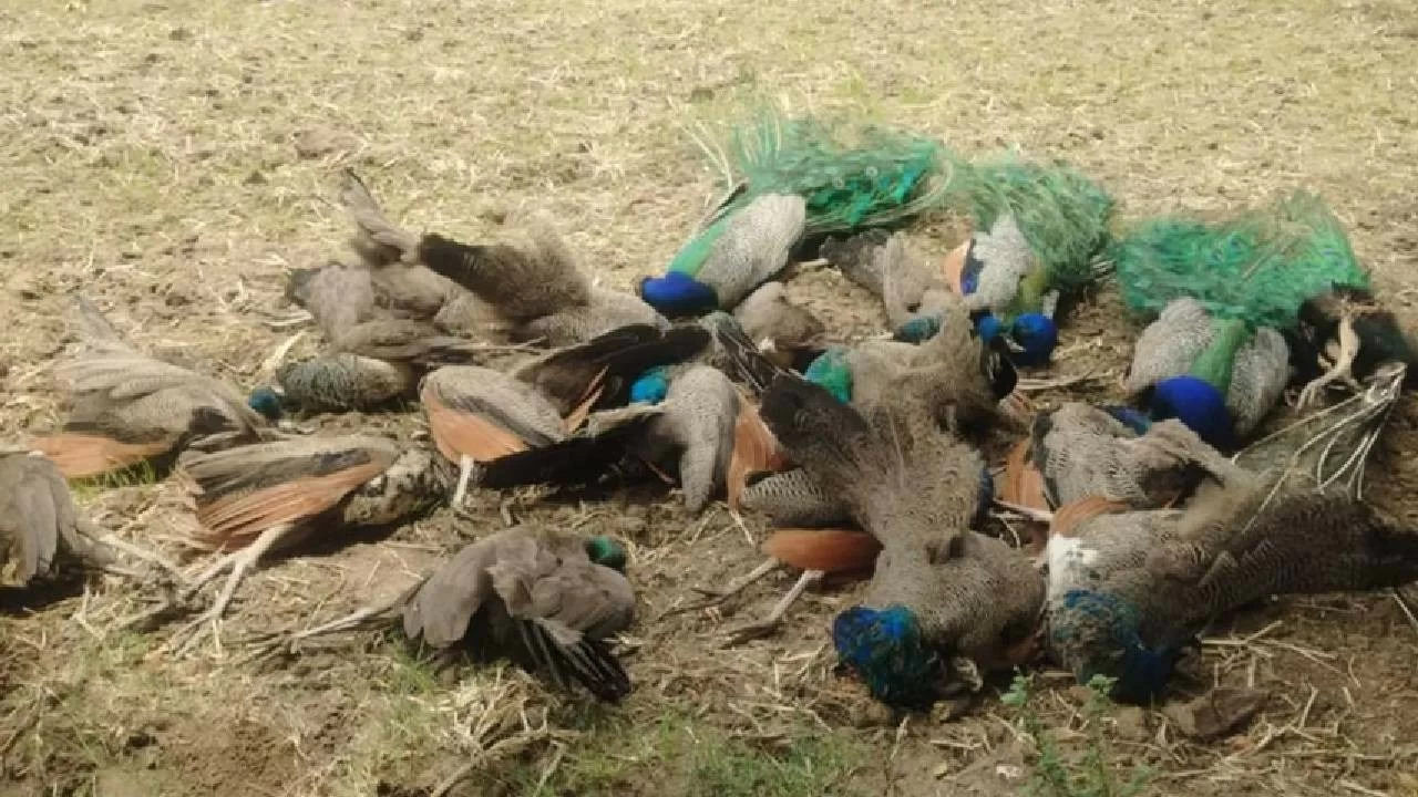 The carcasses of the peacocks include 3 male and 17 female.