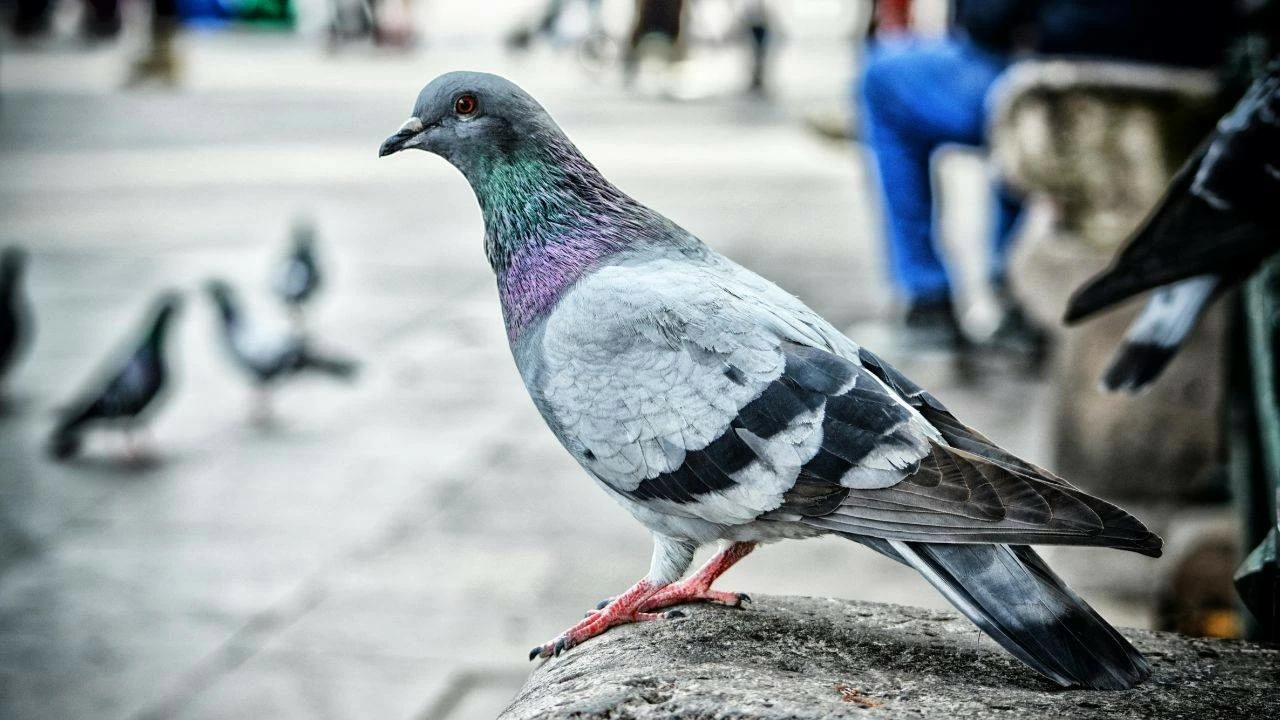Letting birds inside the house for good luck is a Chinese belief.