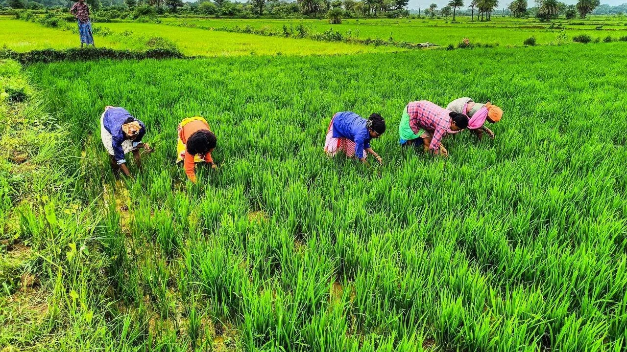 These projects are anticipated to draw investments totaling Rs 21,803 crore and have produced an annual processing and preservation capacity of 255.66 lakh metric tonnes