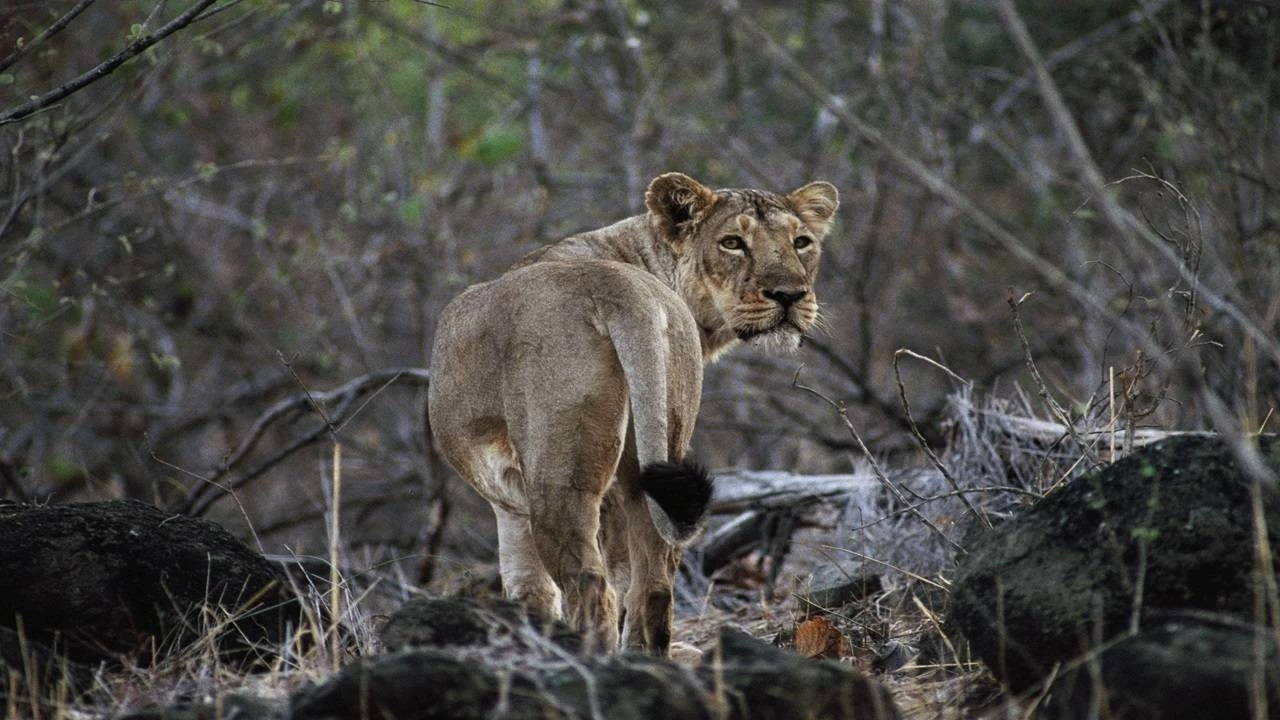 Over the last 10 years, the lion population has risen by over 70%, and their range has expanded by nearly 60%