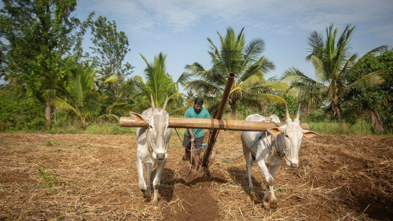 Farmers across the country will receive money directly in their bank accounts under the Pradhan Mantri Fasal Bima Yojana 