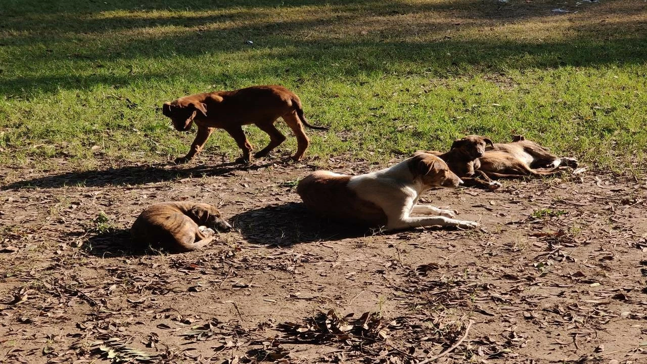 The court also issued a warning that action would be taken against any person or organisation trying to obstruct the removal of stray dogs. 