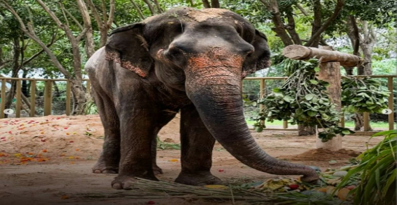 The transfer of the elephant named Mahadevi to Vantara has caused massive protests in Maharashtra.
