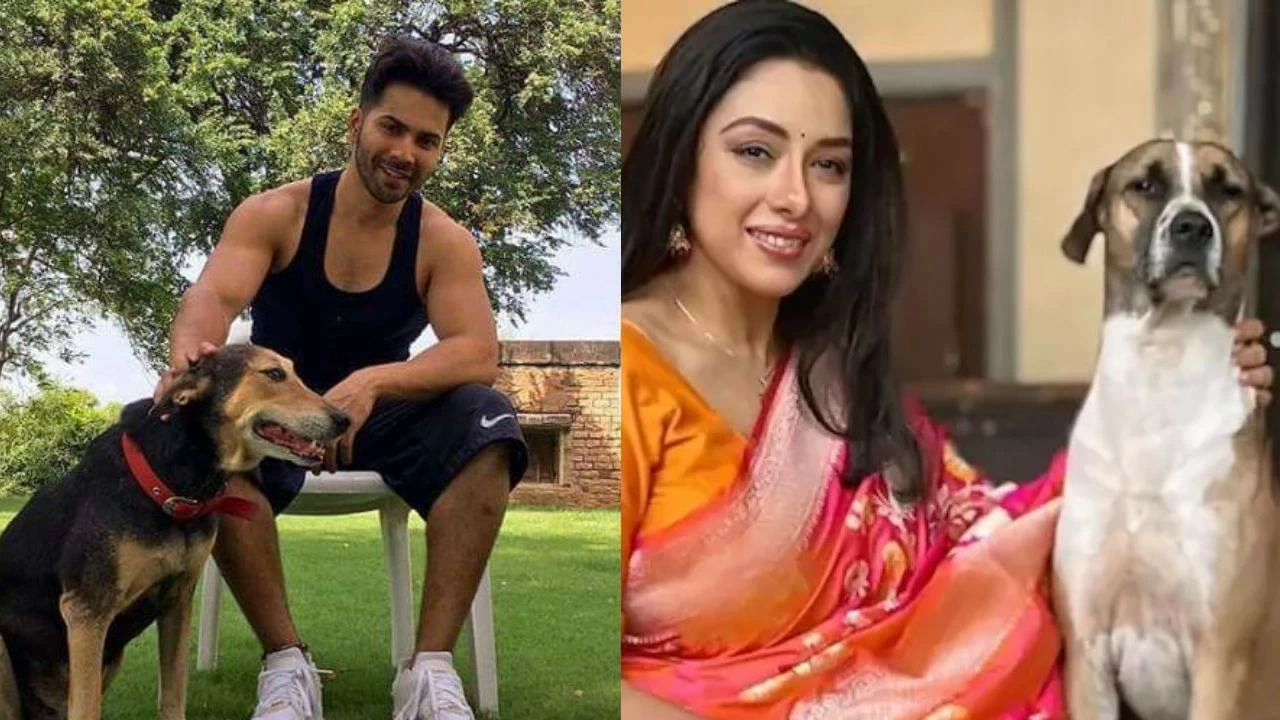 Why not let the dogs out? Celebrities react to Supreme Court’s order on sheltering stray dogs