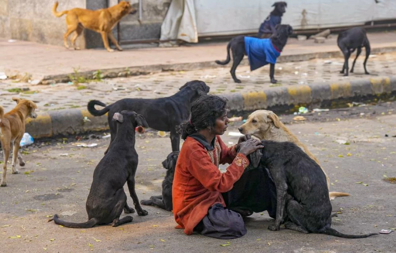 Over 42,000 stray dogs have been neutered since 2023 in Mumbai.