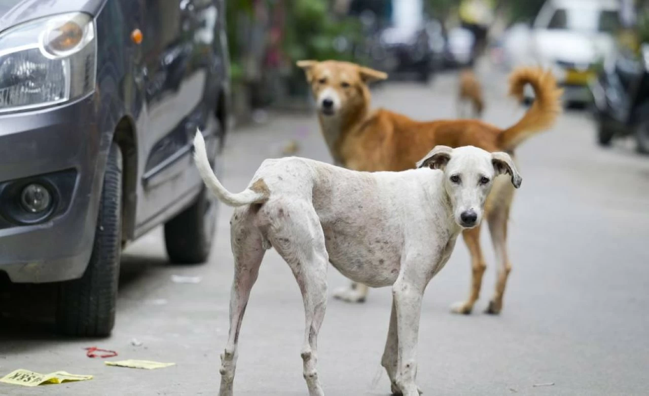India has one of the world&#039;s largest stray dog populations.
