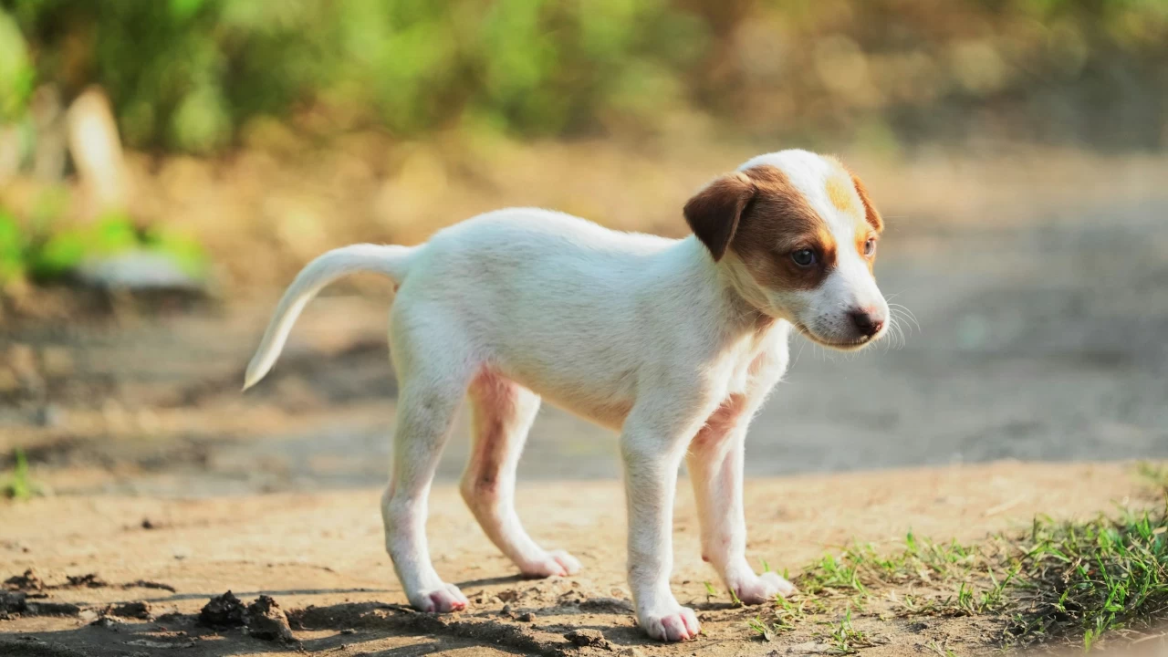 Meanwhile, the Delhi Municipal Corporation has started picking up stray dogs. (Photo credit: Unsplash)