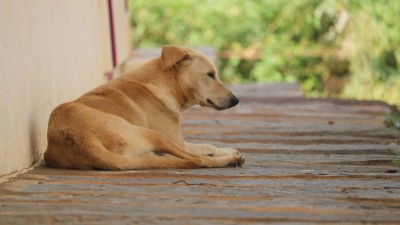 More than two dozen teams of the Delhi Municipal Corporation&#039;s Veterinary Department are engaged in catching stray dogs. (Photo credit: Unsplash)