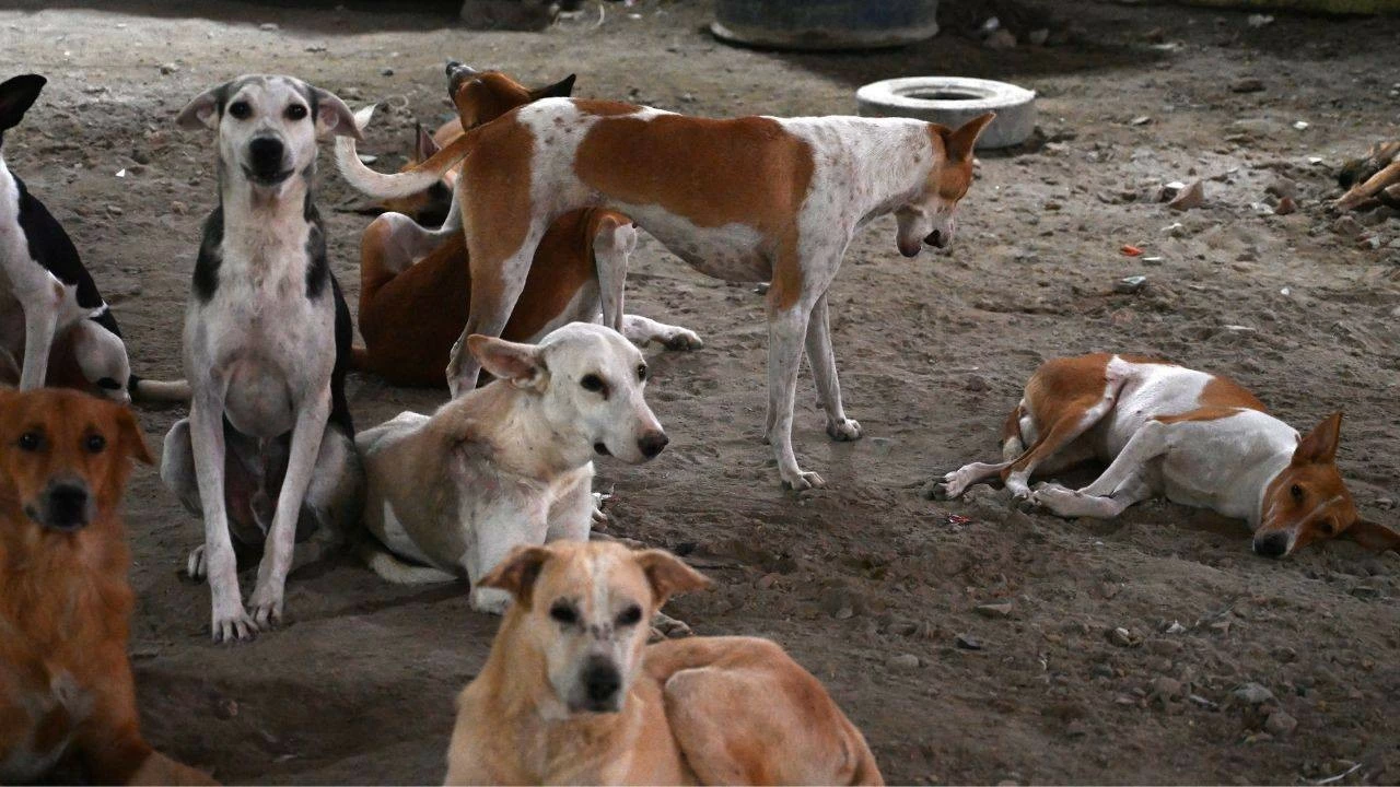 With an estimated eight lakh stray dogs on the streets of Delhi-NCR, SC order has massive ramifications