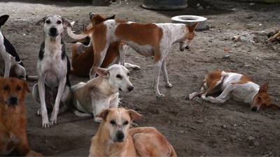 With an estimated eight lakh stray dogs on the streets of Delhi-NCR, SC order has massive ramifications