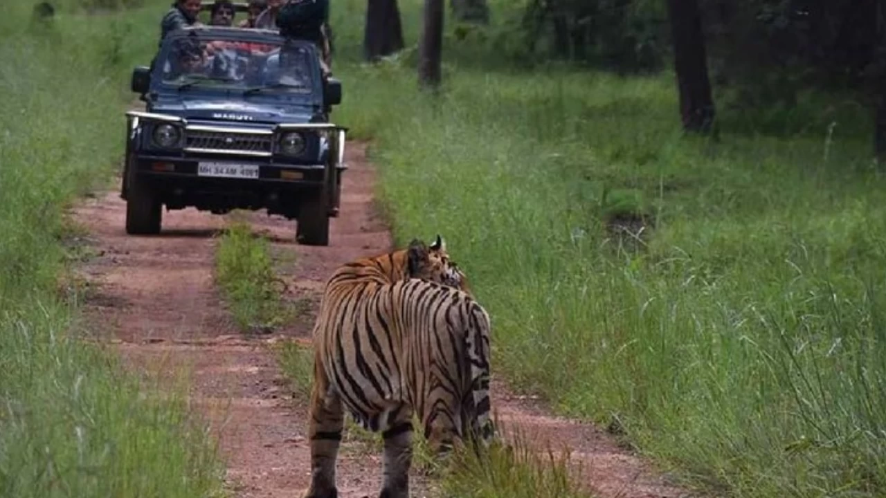 Tourists were left stranded in the forest at night in Ranthambore National Park on Sunday (Representative Image)