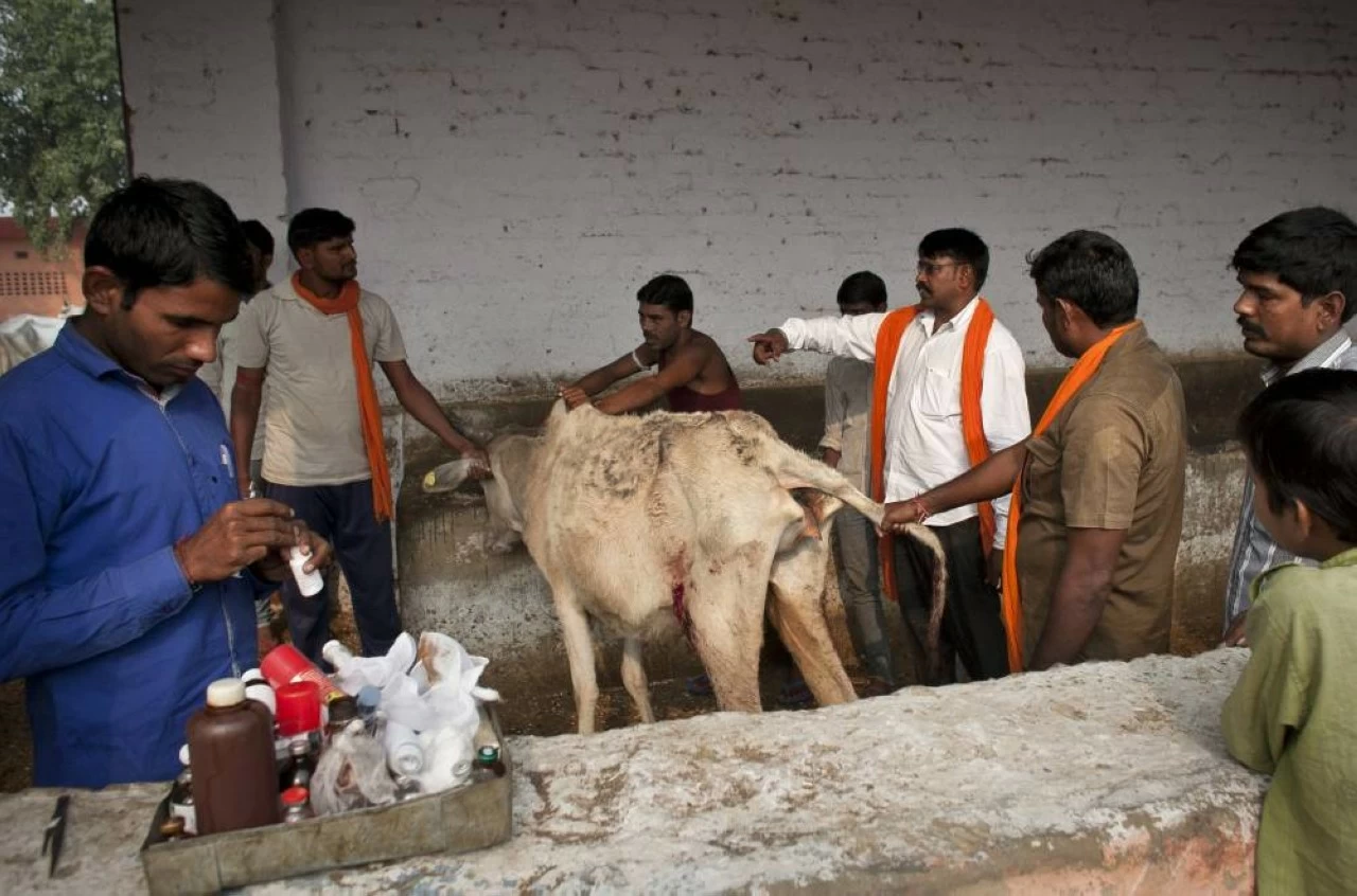 BJP MLC proposed amending the law to exclude hybrid cow breeds and mandate Gaushalas to purchase cows at market prices. (Allison Joyce/Getty Images)