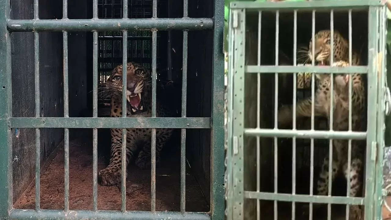 Leopard captured at SV University. 
