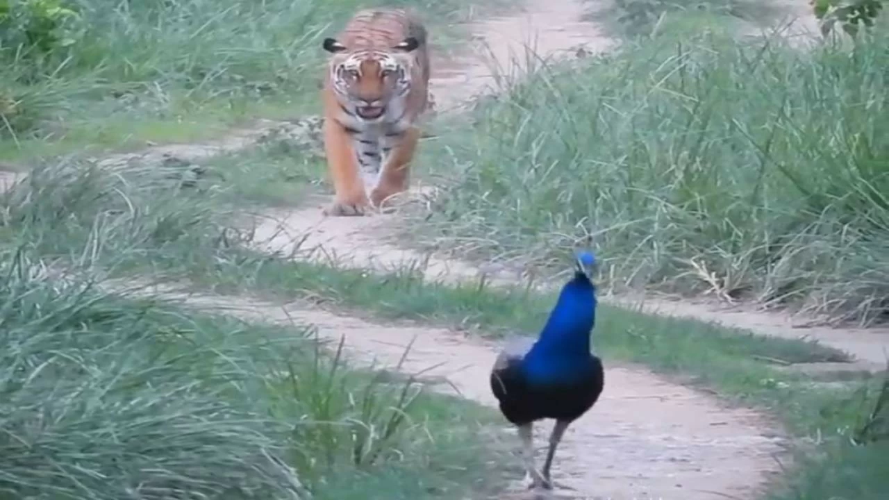 National animal tiger and national bird peacock were spotted walking at a short distance in Corbett National park