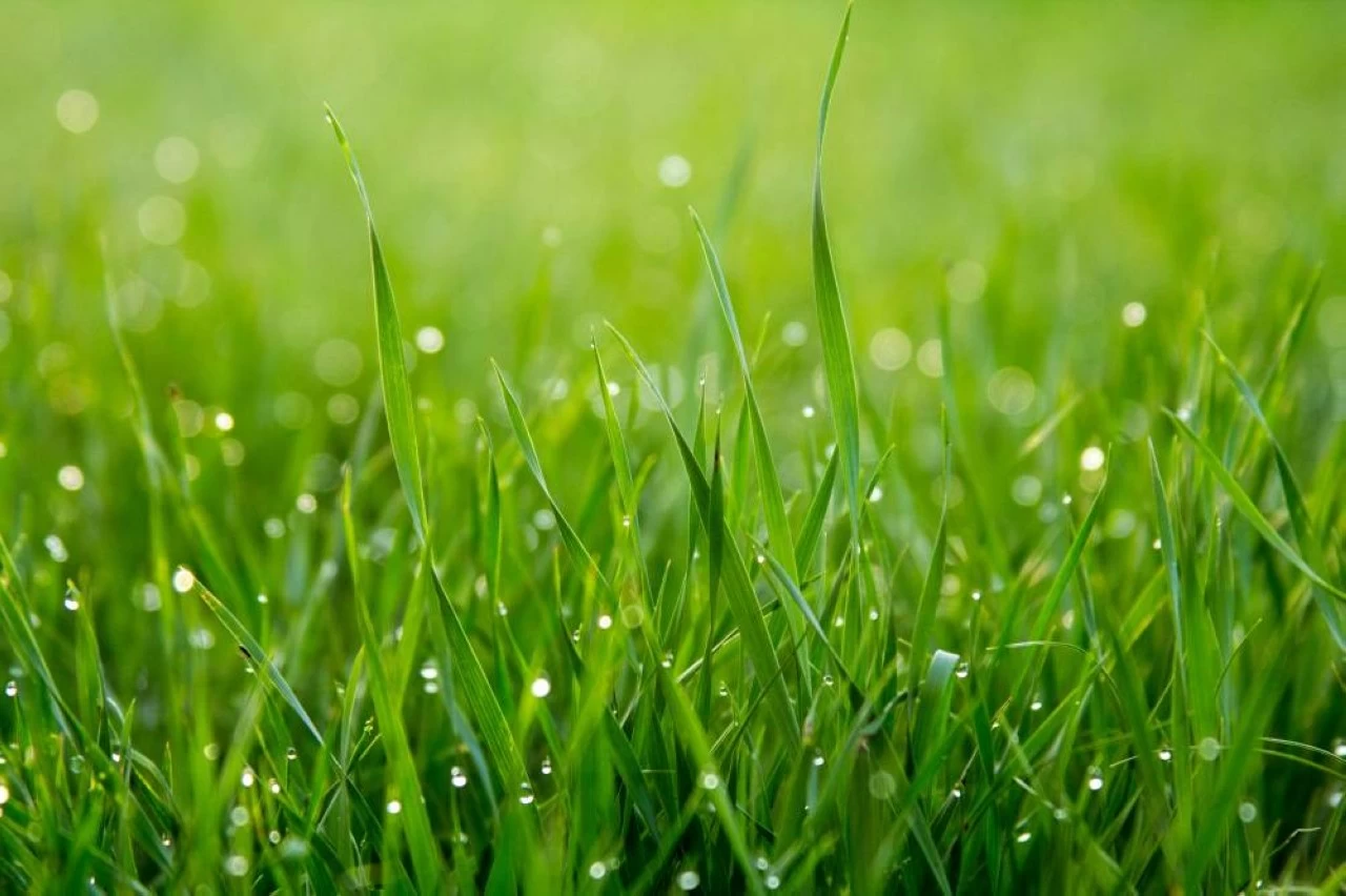 An image of green grass. 
