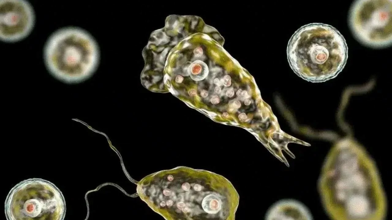 Kerala reports 6th death due to amoebic meningoencephalitis in a month 