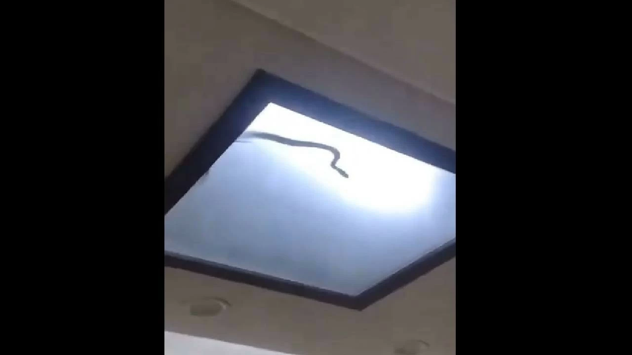 Gautam Buddh Nagar Forest Department came and caught the snake and released it in the Okhla Bird Sanctuary on Wednesday night. (Photo: X)