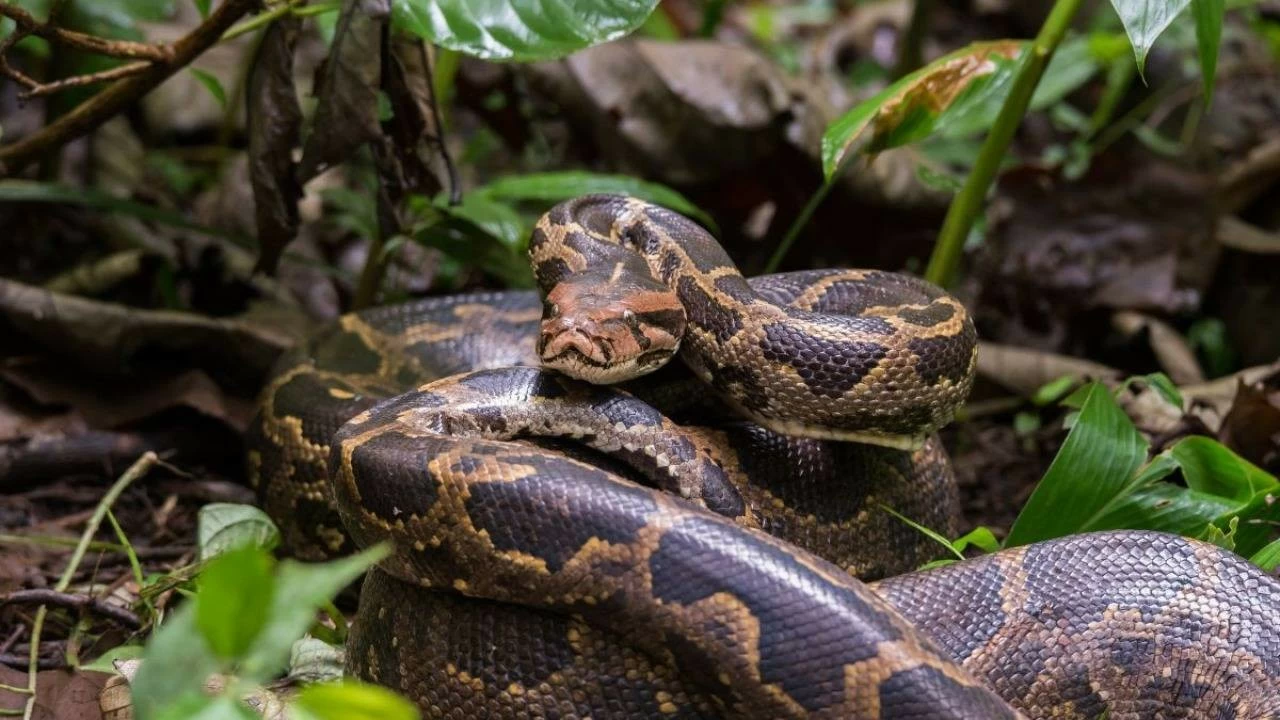 Two arrested for hunting python and cooking its meat
