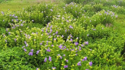 Maharashtra’s Valley of Flowers