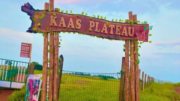 Maharashtra’s Valley of Flowers: Where vibrant wildflowers and rare orchids bloom