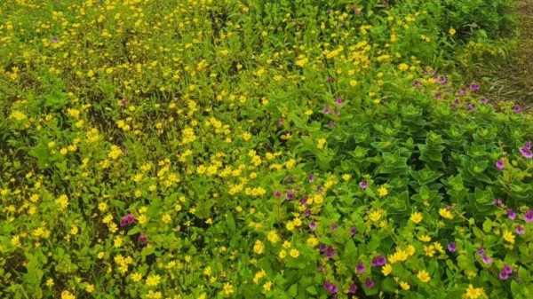 Maharashtra's Valley of Flowers