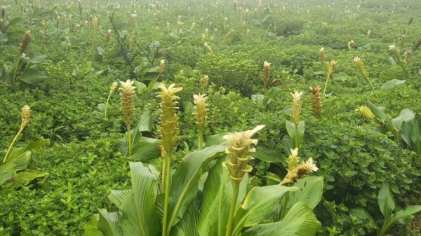 Maharashtra's Valley of Flowers