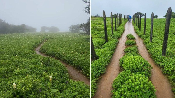 Maharashtra's Valley of Flowers