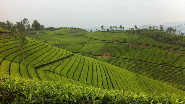 Nilgiri tea plantations