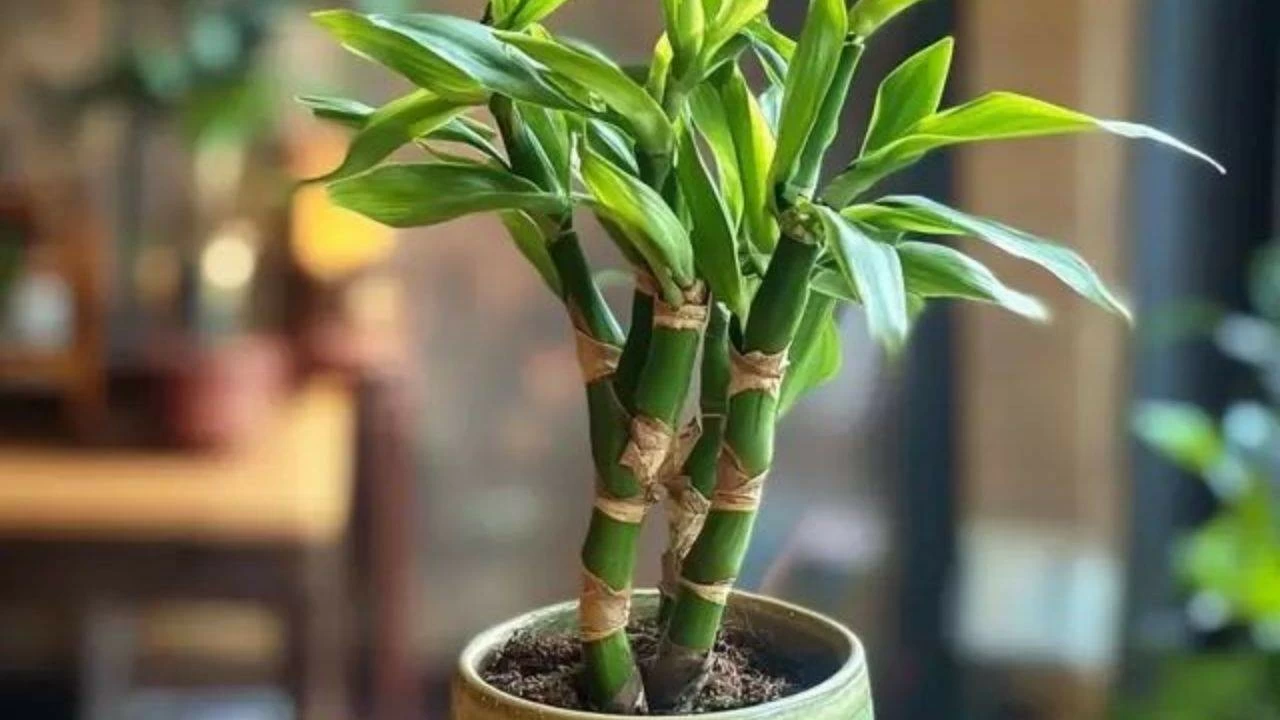 Lucky Bamboo
