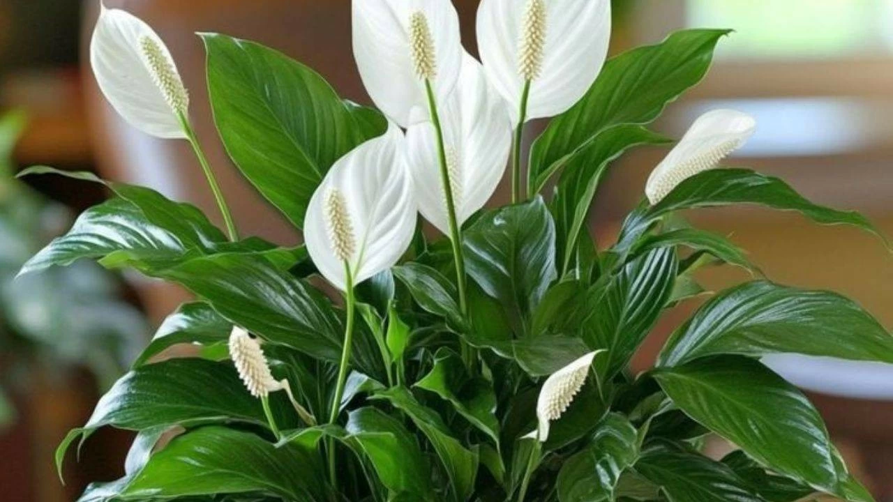 Peace Lily