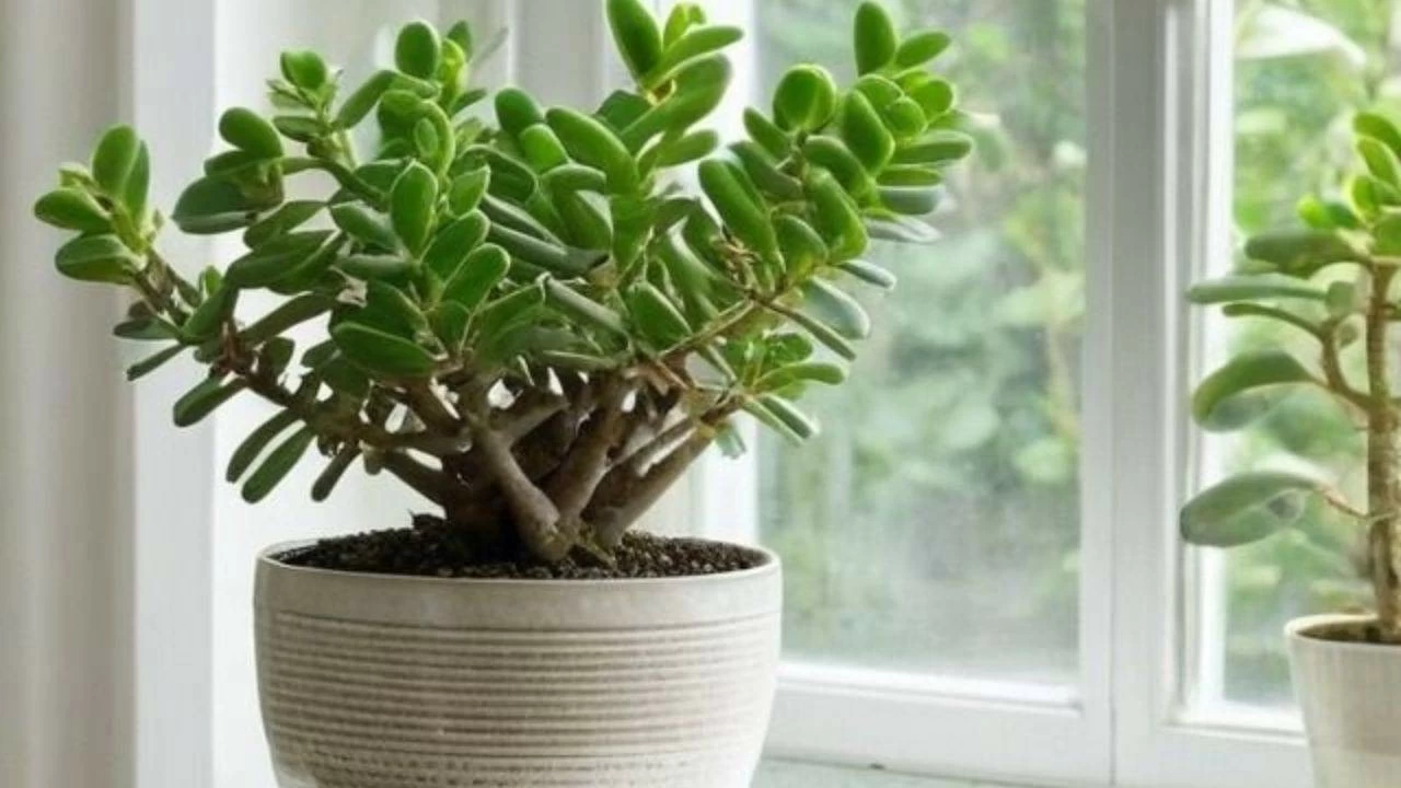 Jade Plant