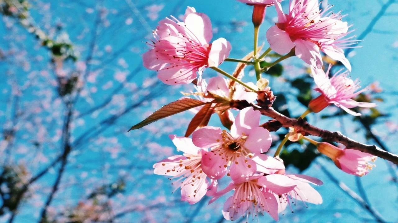 Prunus cerasoides, or Padam, is known for its delicate pink or white blossoms. What makes it unique is that it blooms twice a year – once in autumn (October) and again in spring (March–April)