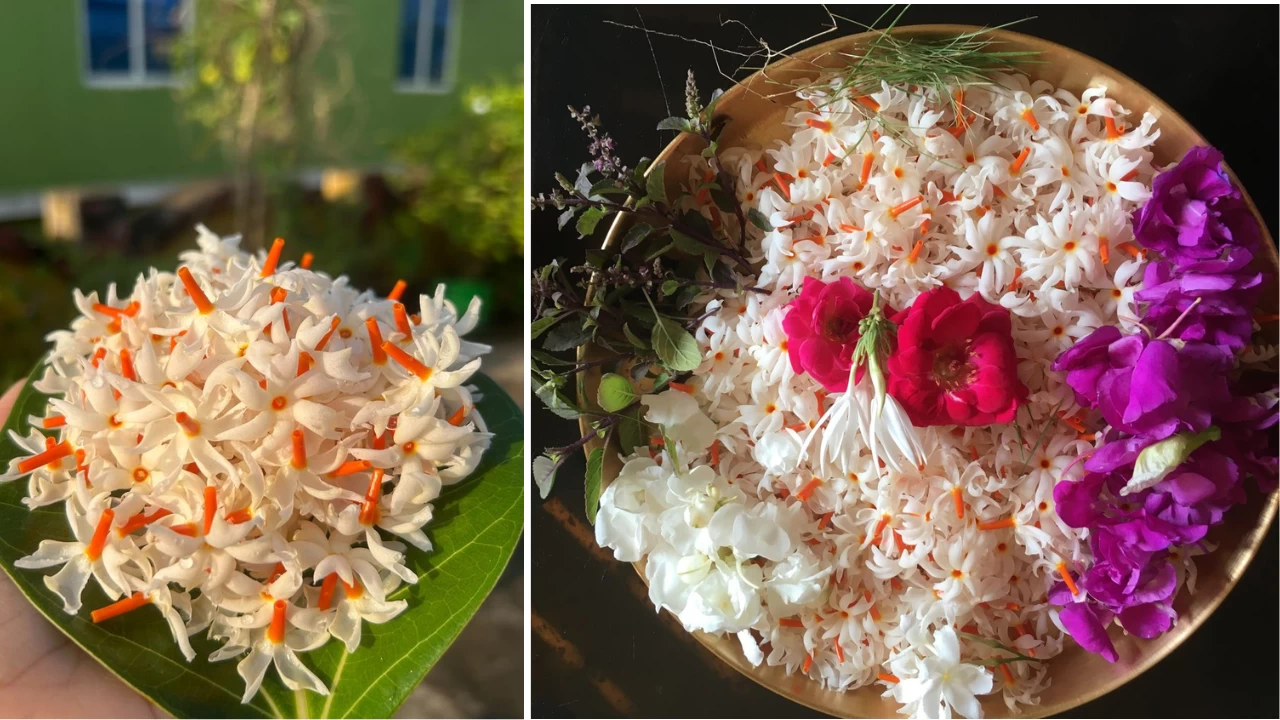 Dual life of Shiuli flowers: Divine offering for goddess Durga and festive dish